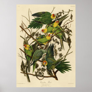Audubon Carolina Parrot Bird illustratie Poster