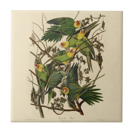 Audubon Carolina Parrot Bird illustratie Tegeltje (Voorkant)
