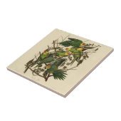 Audubon Carolina Parrot Bird illustratie Tegeltje (Zijkant)