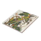 Audubon Carolina Parrot Bird illustratie Tegeltje (Zijkant)