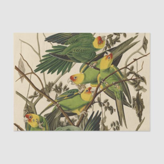 Audubon Carolina Parrot Bird illustratie Tissuepapier (Voorkant)