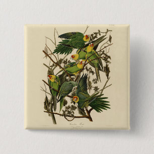 Audubon Carolina Parrot Bird illustratie Vierkante Button 5,1 Cm