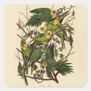 Audubon Carolina Parrot Bird illustratie Vierkante Sticker