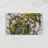 Audubon Carolina Parrot Bird illustratie Visitekaartje (Achterkant)