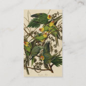 Audubon Carolina Parrot Bird illustratie Visitekaartje (Achterkant)