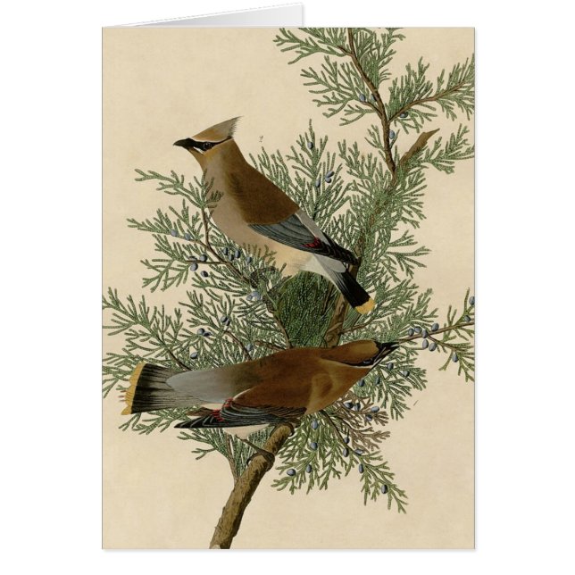 Audubon Cedar Waxwing Bird (Voorkant)
