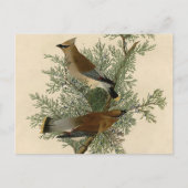 Audubon Cedar Waxwing Bird Briefkaart (Voorkant)