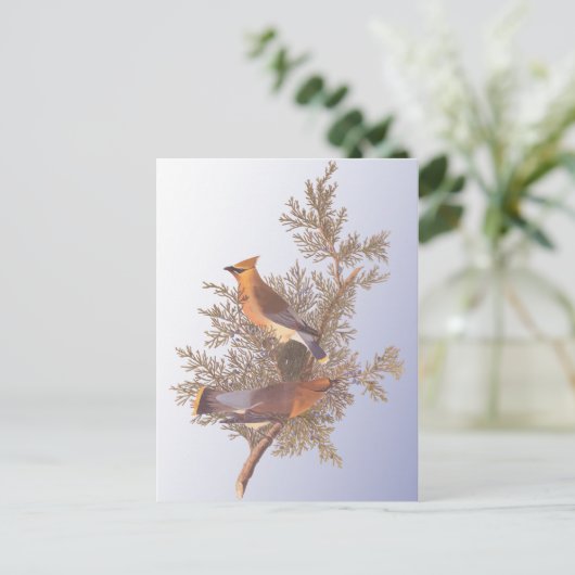 Audubon Cedar Waxwing Bird Briefkaart (Staand voorkant)