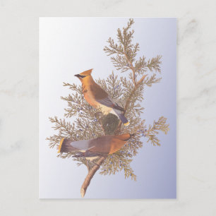 Audubon Cedar Waxwing Bird Briefkaart