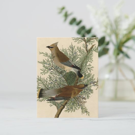 Audubon Cedar Waxwing Bird Briefkaart (Staand voorkant)