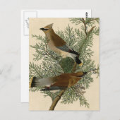 Audubon Cedar Waxwing Bird Briefkaart (Voorkant / Achterkant)