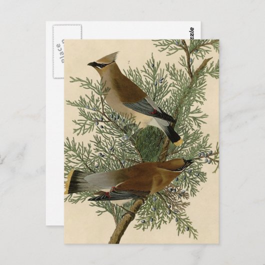 Audubon Cedar Waxwing Bird Briefkaart (Voorkant / Achterkant)