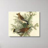 Audubon Cedar Waxwing Bird Canvas Afdruk (Voorkant)