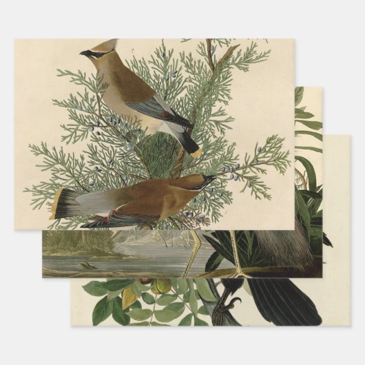 Audubon Cedar Waxwing Bird Inpakpapier Vel (Set)