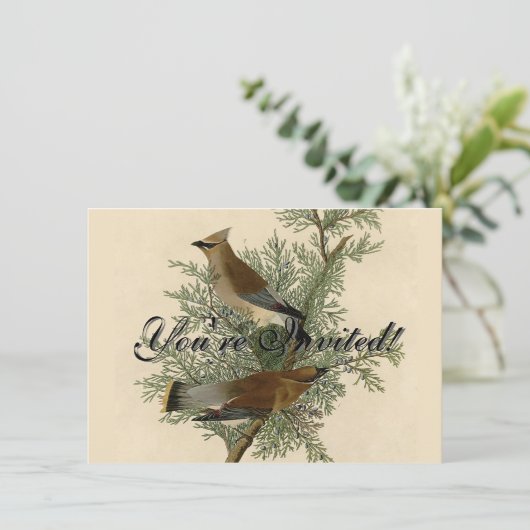 Audubon Cedar Waxwing Bird Kaart (Staand voorkant)