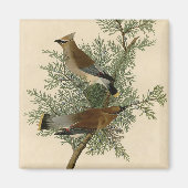 Audubon Cedar Waxwing Bird Magneet (Voorkant)
