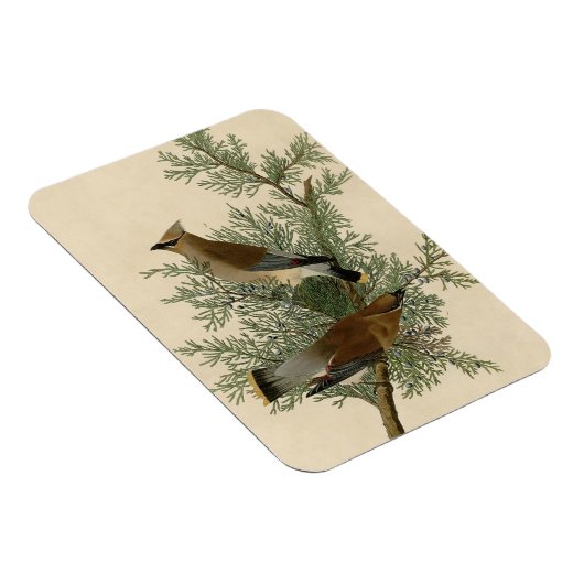 Audubon Cedar Waxwing Bird Magneet (Rechterzijde)