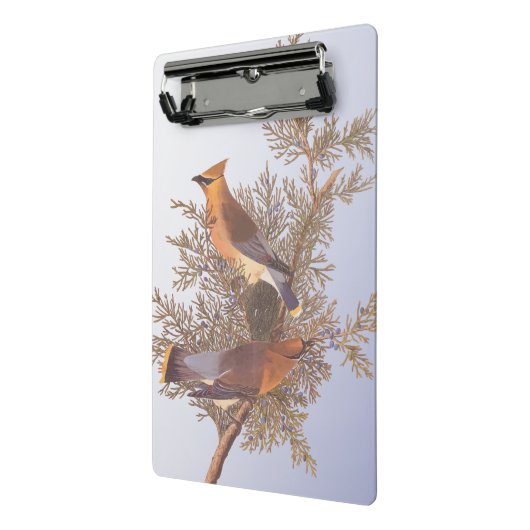 Audubon Cedar Waxwing Bird op Evergreen Juniper Mini Klembord (Angled2)