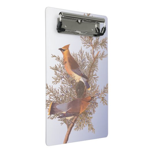 Audubon Cedar Waxwing Bird op Evergreen Juniper Mini Klembord (Schuin)