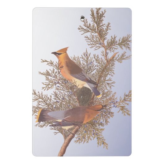 Audubon Cedar Waxwing Bird op Evergreen Juniper Mini Klembord (Achterkant)