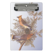 Audubon Cedar Waxwing Bird op Evergreen Juniper Mini Klembord (Voorkant)
