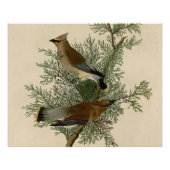 Audubon Cedar Waxwing Bird Perfect Poster (Voorkant)