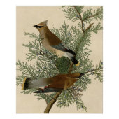 Audubon Cedar Waxwing Bird Perfect Poster (Voorkant)