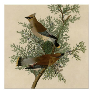 Audubon Cedar Waxwing Bird Perfect Poster