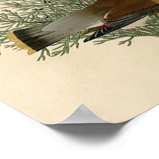 Audubon Cedar Waxwing Bird Poster (Hoek)