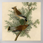 Audubon Cedar Waxwing Bird Poster (Voorkant)