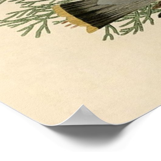 Audubon Cedar Waxwing Bird Poster (Hoek)