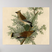 Audubon Cedar Waxwing Bird Poster (Voorkant)