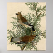 Audubon Cedar Waxwing Bird Poster (Voorkant)