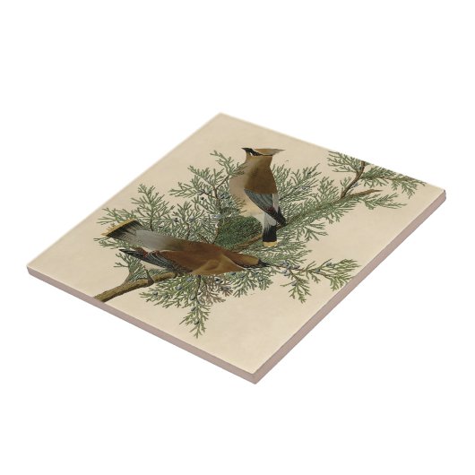 Audubon Cedar Waxwing Bird Tegeltje (Zijkant)