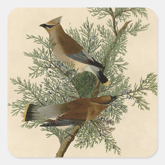 Audubon Cedar Waxwing Bird Vierkante Sticker (Voorkant)