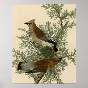 Audubon Cederpestvogel Poster