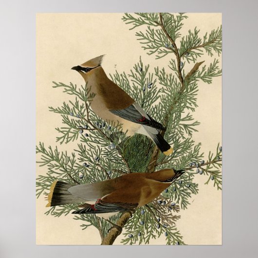 Audubon Cederpestvogel Poster (Voorkant)