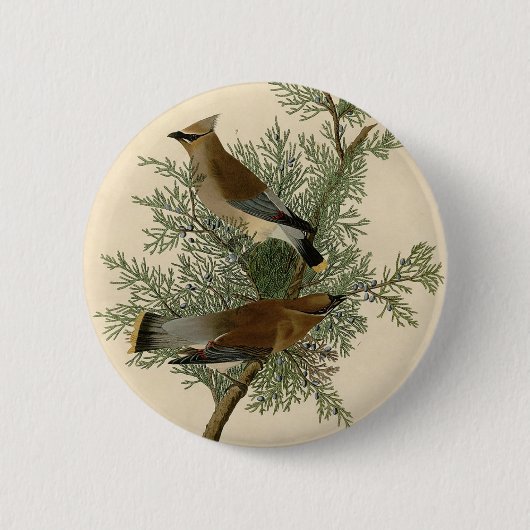 Audubon Cedersijgstaart Ronde Button 5,7 Cm (Voorkant)
