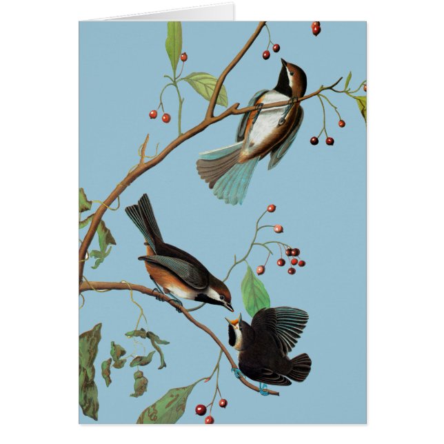 Audubon: Chickadee (Voorkant)