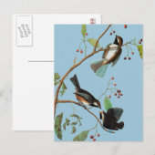 Audubon: Chickadee Briefkaart (Voorkant / Achterkant)