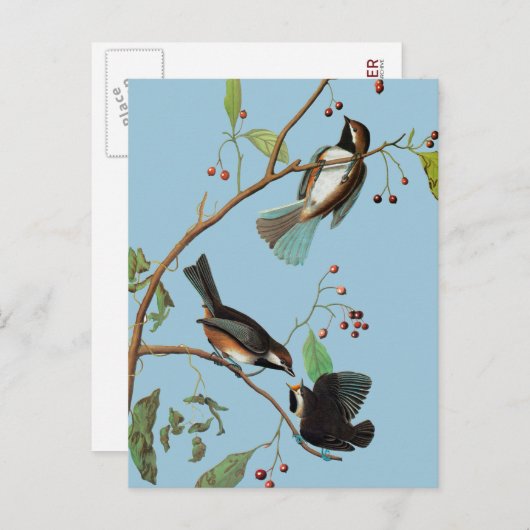 Audubon: Chickadee Briefkaart (Voorkant / Achterkant)