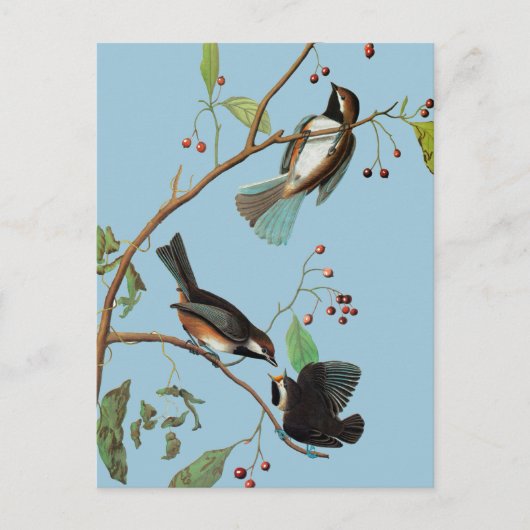 Audubon: Chickadee Briefkaart (Voorkant)