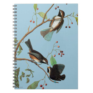 Audubon: Chickadee Notitieboek
