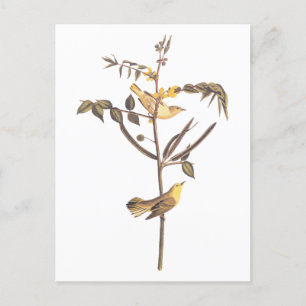 Audubon Children's Warbler Songbird Briefkaart