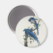 Audubon Columbia Jay Black Throated Magpie Jay Magneet (Voorkant / Achterkant)