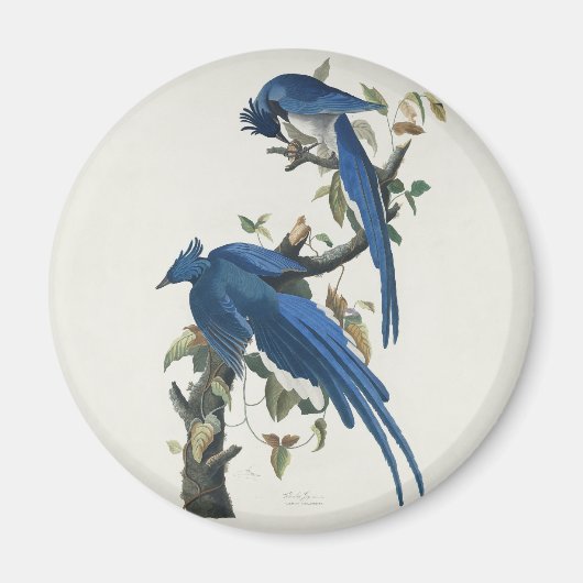 Audubon Columbia Jay Black Throated Magpie Jay Magneet (Voorkant)