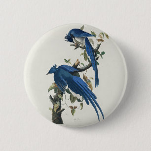 Audubon Columbia Jay Black Throated Magpie Jay Ronde Button 5,7 Cm
