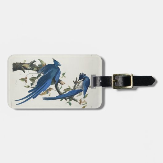Audubon Columbia Jay zwart keel ekster Jay Bagagelabel (Voorkant horizontaal)