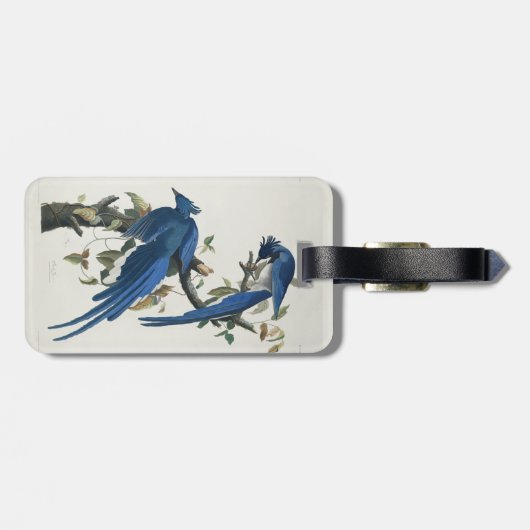 Audubon Columbia Jay zwart keel ekster Jay Bagagelabel (Achterkant horizontaal)