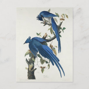 Audubon Columbia Jay zwart keel ekster Jay Briefkaart
